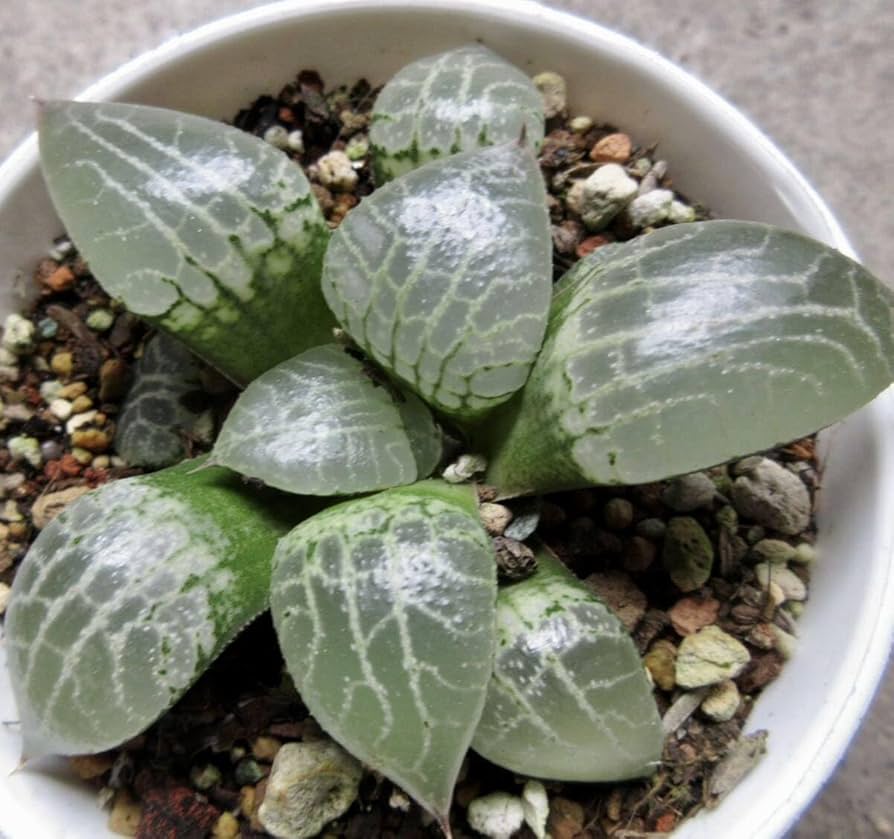 Amazon.co.jp: * 水晶 コンプト101 *.ハオルシア* ハオルチア *.多肉 Amazon.co.jp: * 水晶 コンプト101 *.ハオルシア* ハオルチア *.多肉